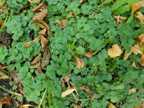 Chrysosplenium oppositifolium (Opposite-leaved golden saxifrage) — photo