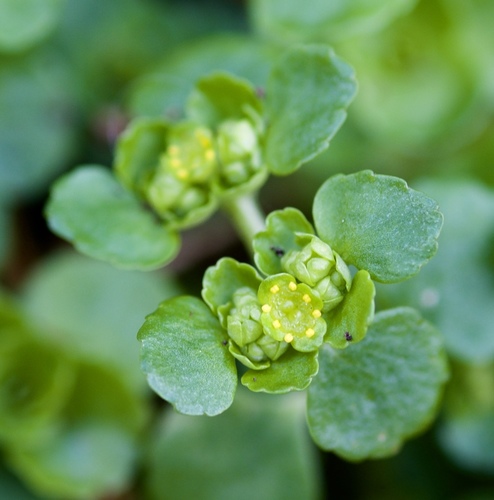 Chrysosplenium oppositifolium