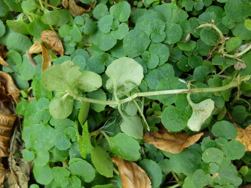 Chrysosplenium oppositifolium (Opposite-leaved golden saxifrage) — photo