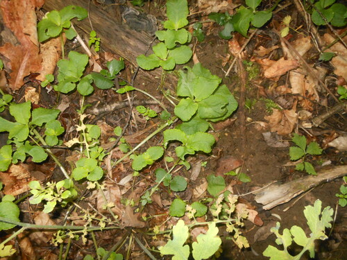 Chrysosplenium sinicum — photo