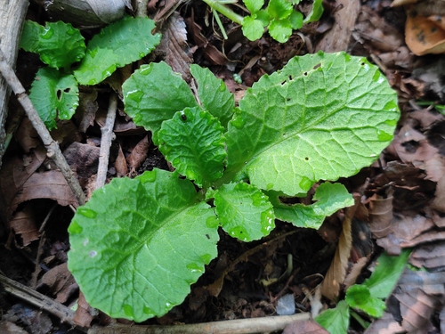 Chrysosplenium sinicum