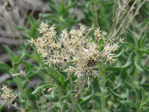 Chrysothamnus viscidiflorus (Sticky-leafed rabbit brush) — photo