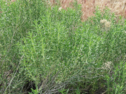 Chrysothamnus viscidiflorus (Sticky-leafed rabbit brush) — photo