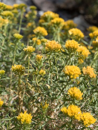 Chrysothamnus viscidiflorus