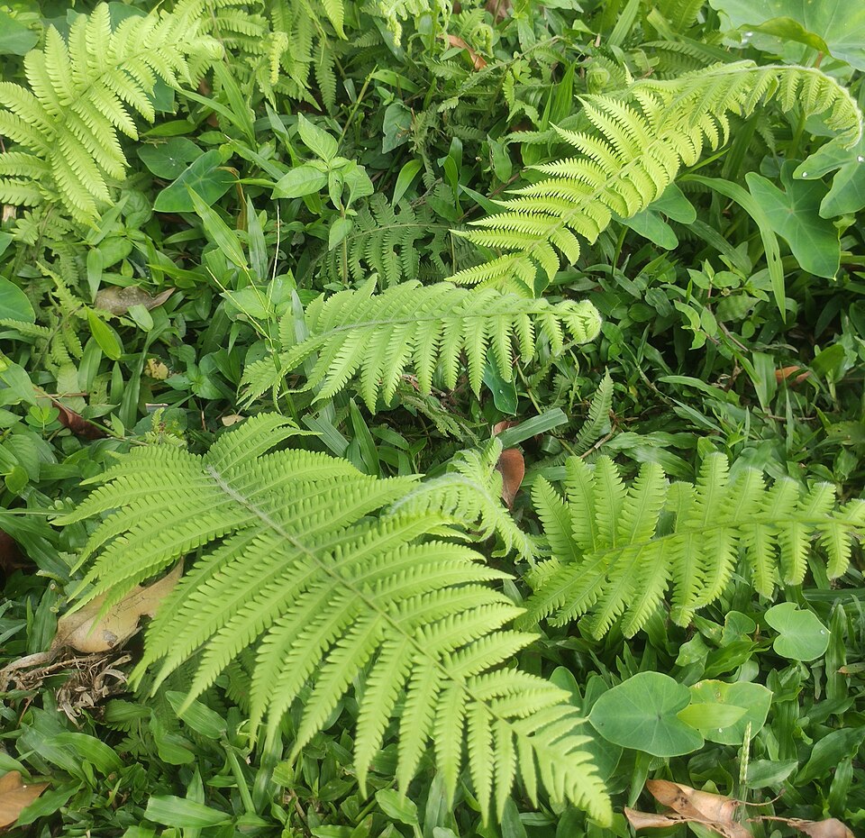 Chrystella parasitica