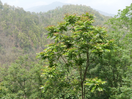 Chukrasia tabularis (Chittagong wood) — photo