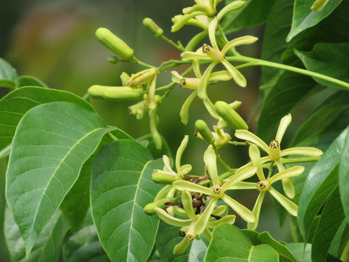 Chukrasia tabularis