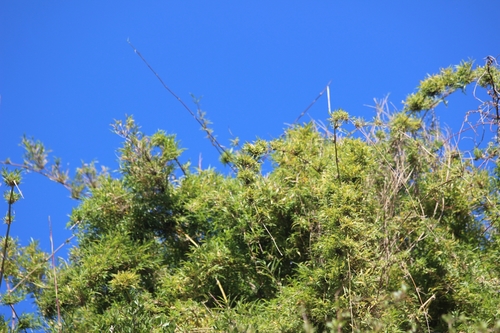 Chusquea quila (Quila) — photo
