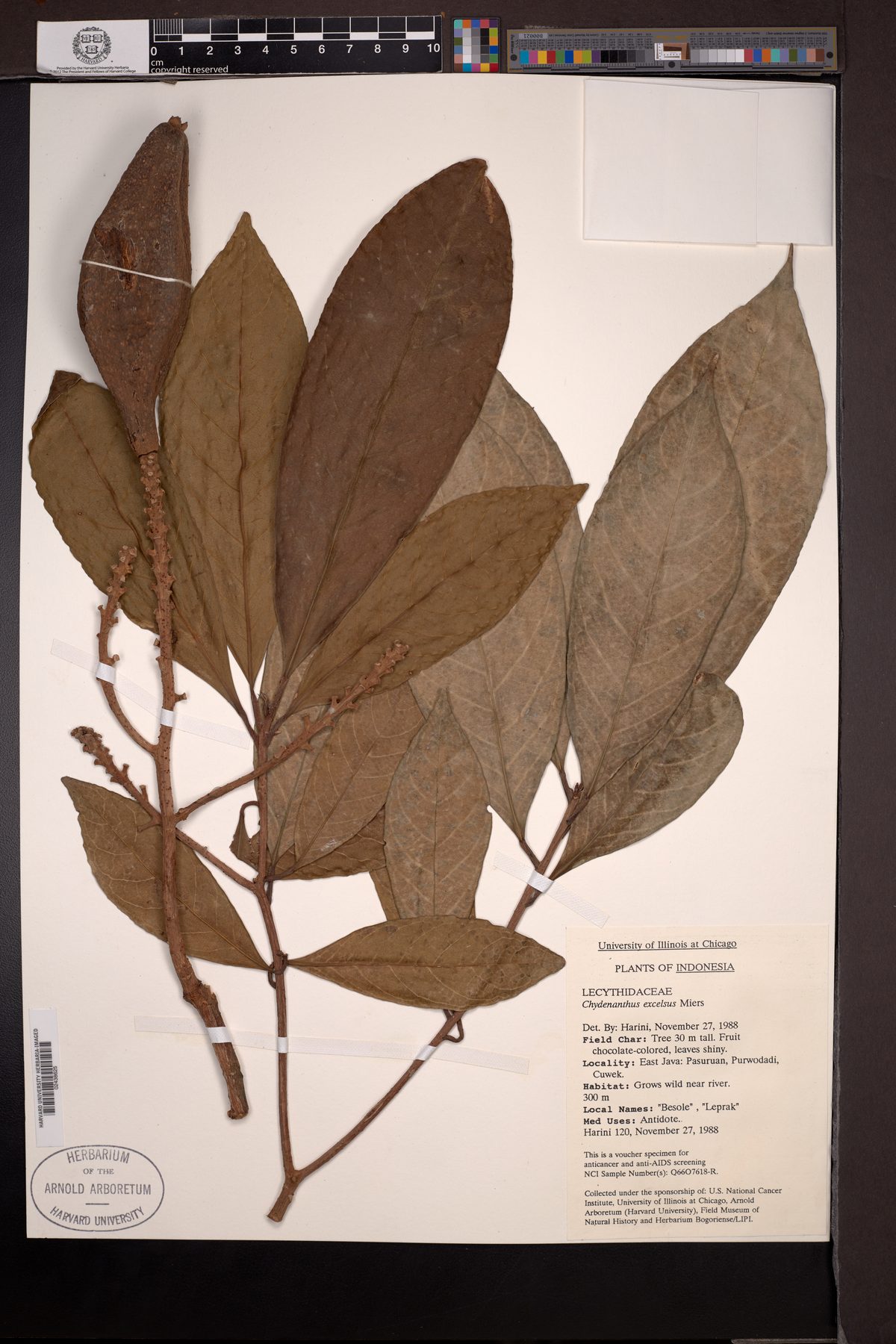 Chydenanthus excelsus (Besole tree) — photo