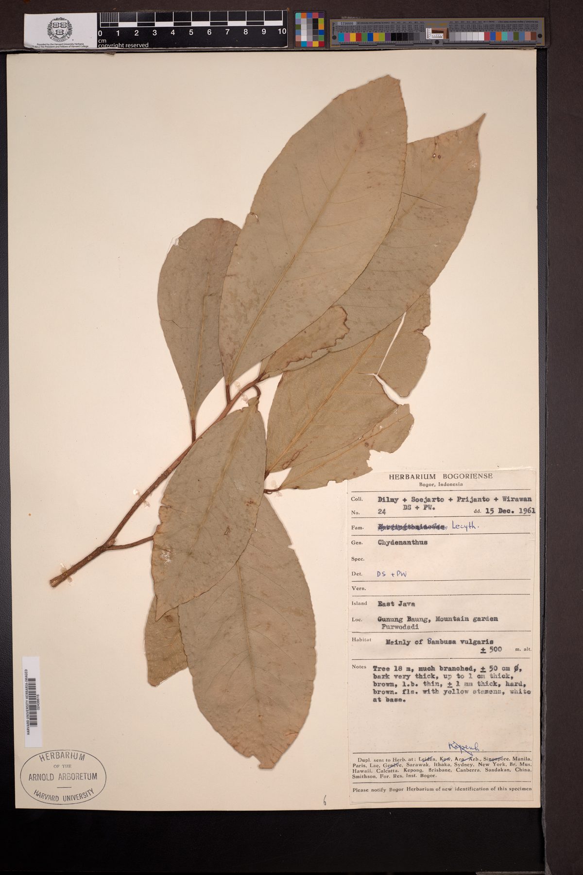 Chydenanthus excelsus (Besole tree) — photo