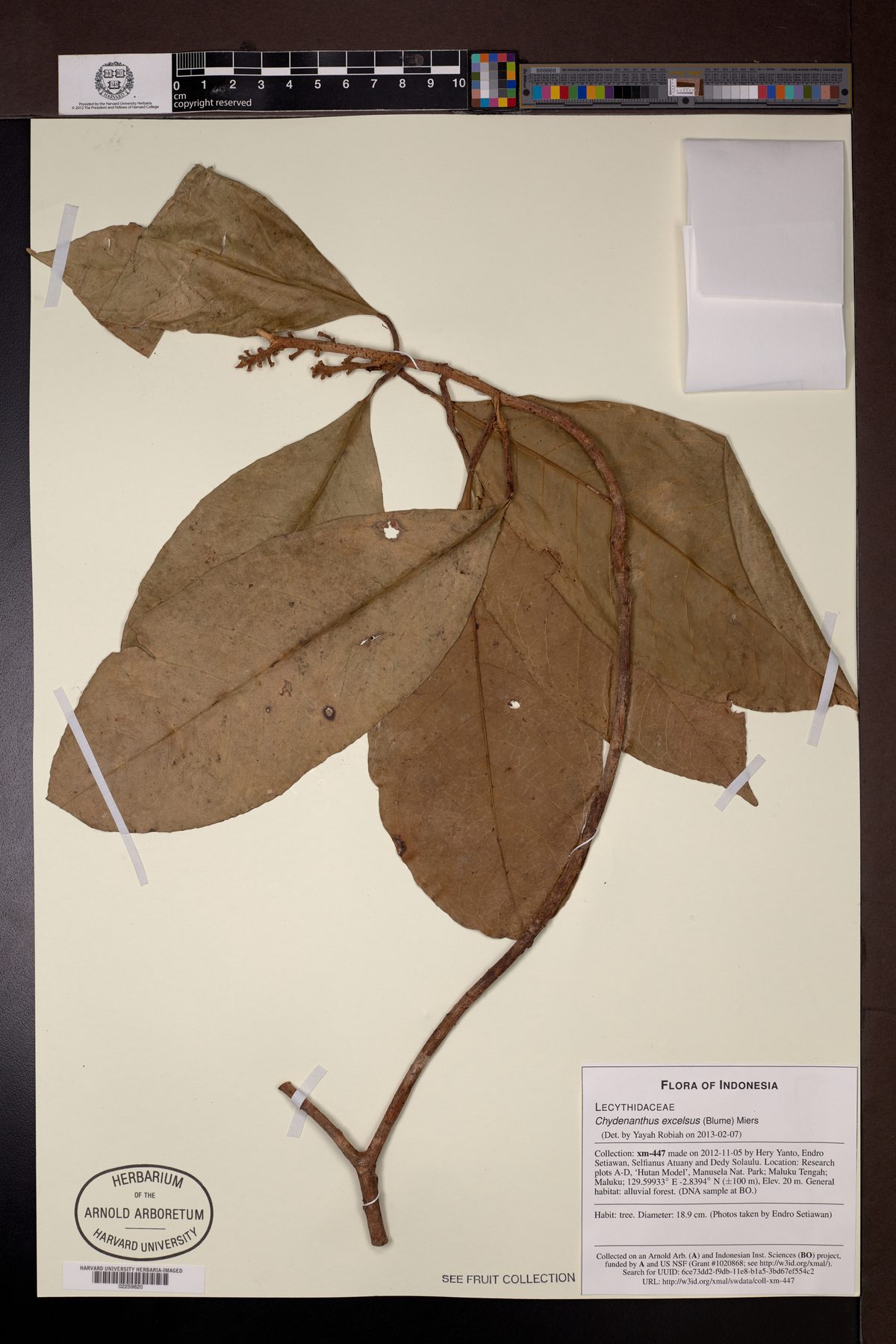 Chydenanthus excelsus