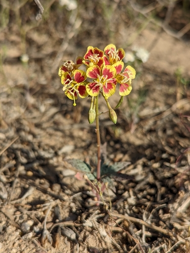 Chylismia claviformis (Browneyes) — photo