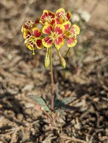 Chylismia claviformis (Browneyes) — photo