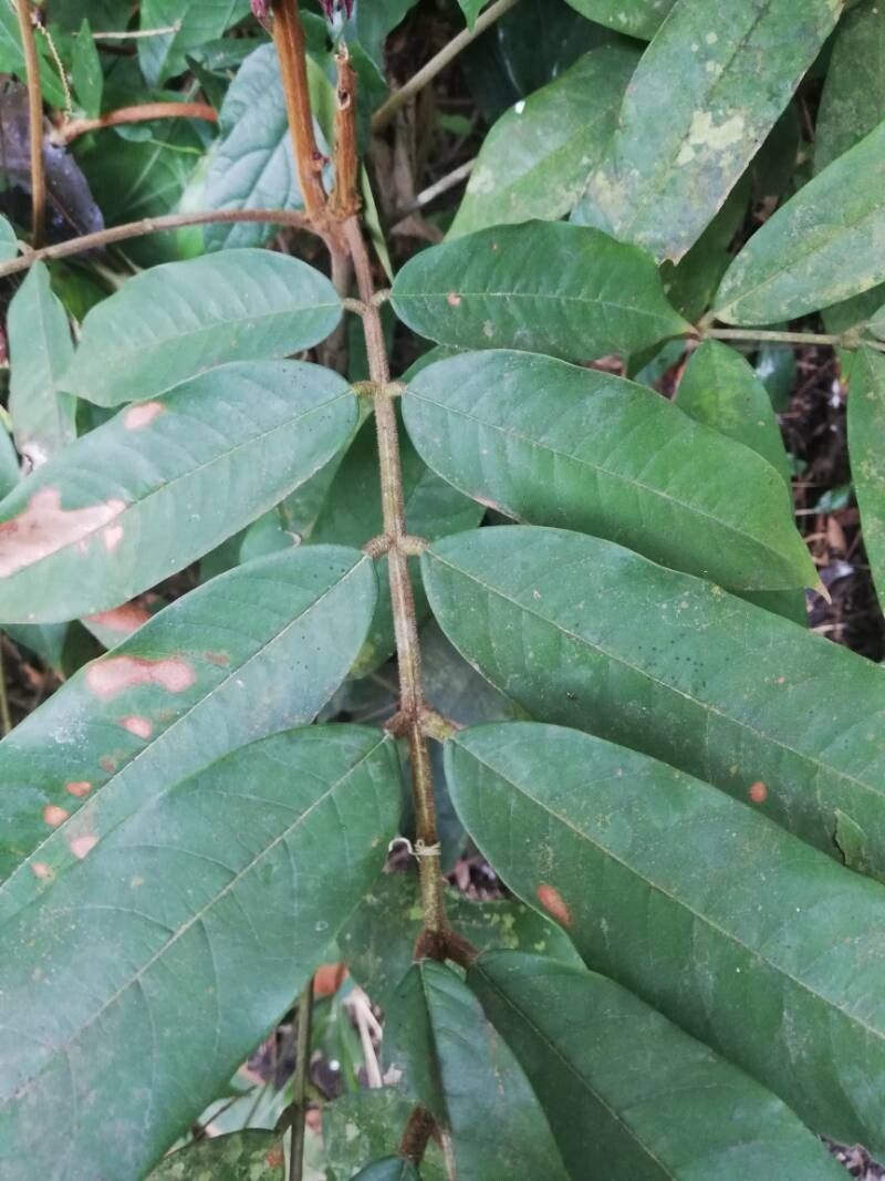 Chytranthus atroviolaceus (Tokomboli) — photo