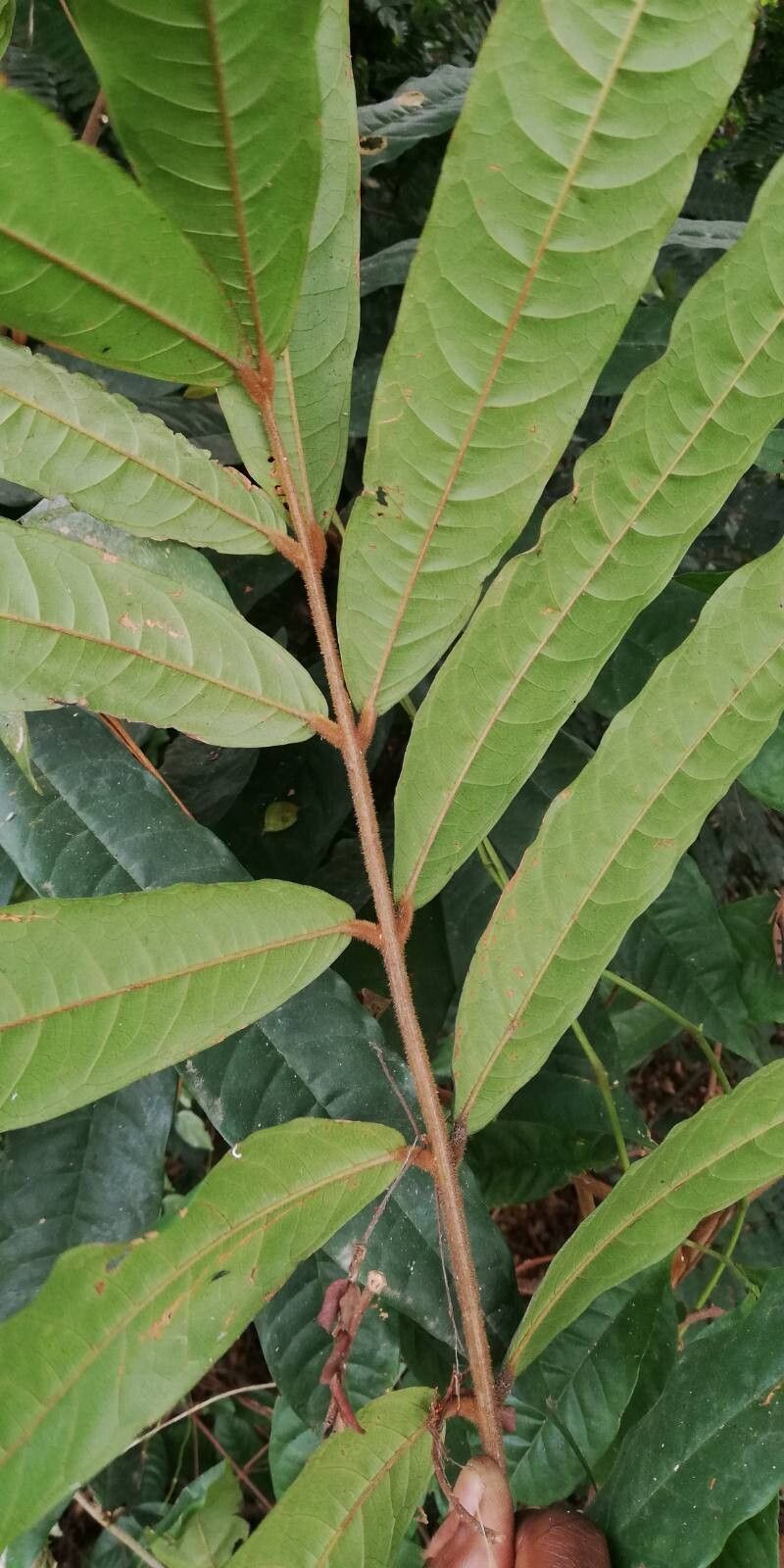 Chytranthus atroviolaceus