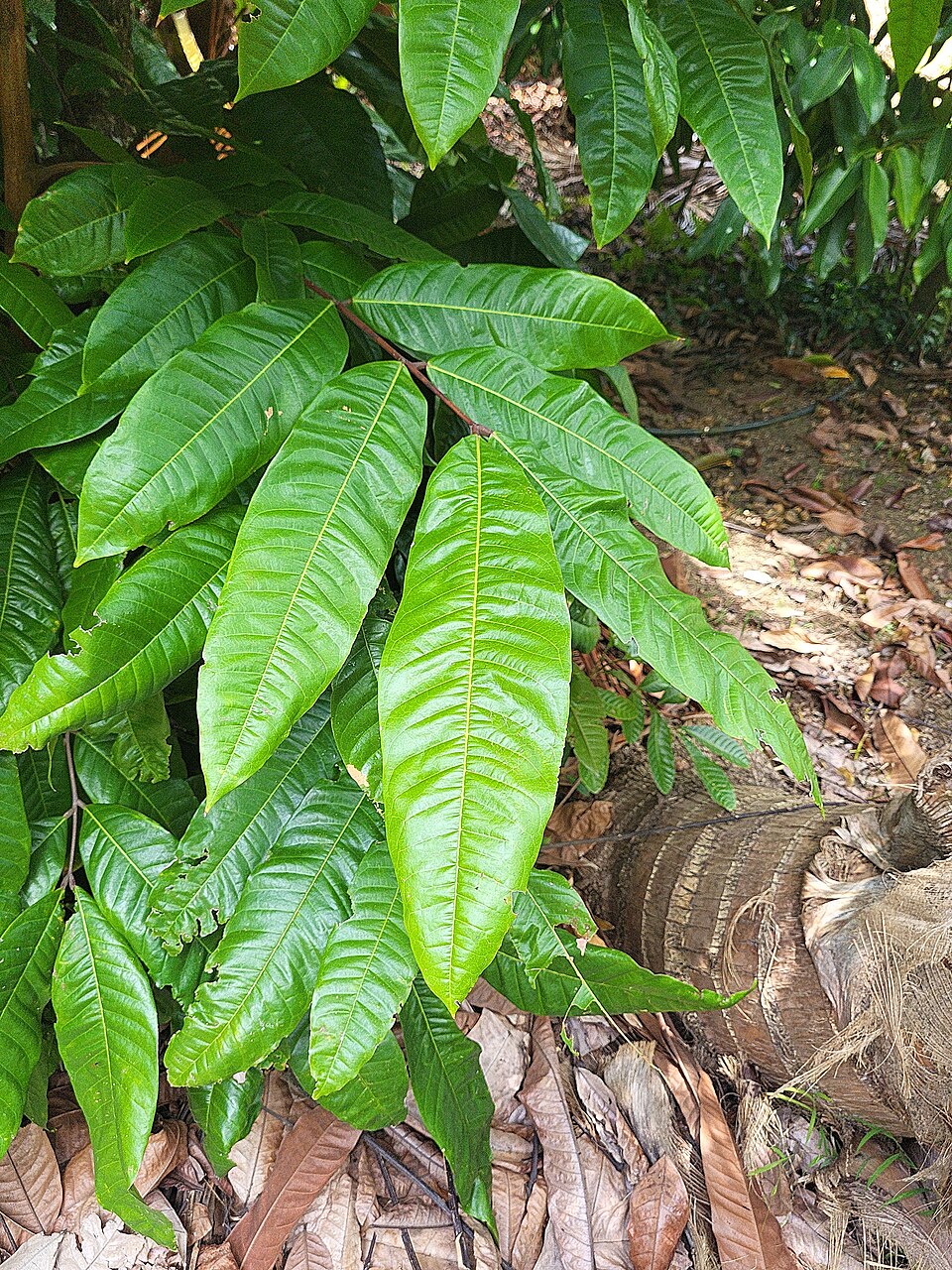 Chytranthus mannii