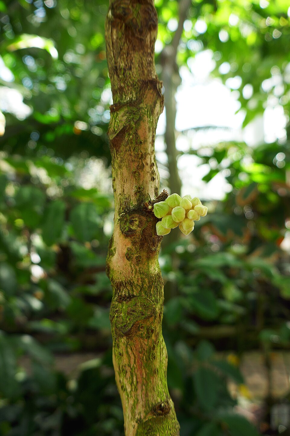 Chytranthus setosus — photo