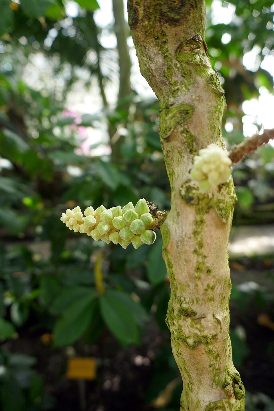 Chytranthus setosus