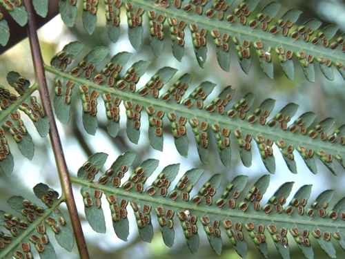 Cibotium barometz (Golden chicken fern) — photo