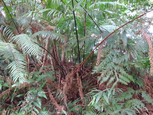 Cibotium barometz (Golden chicken fern) — photo