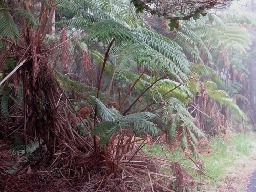 Cibotium chamissoi (Hapu'u i 'i) — photo