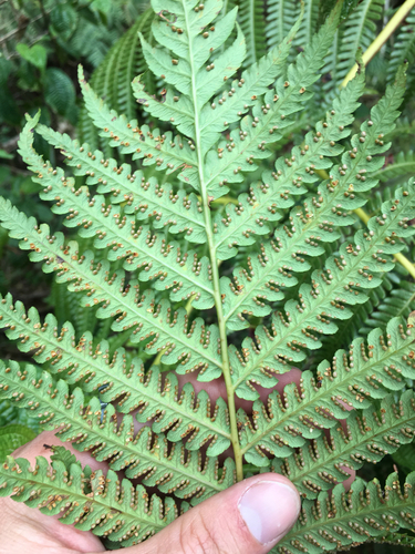 Cibotium chamissoi (Hapu'u i 'i) — photo