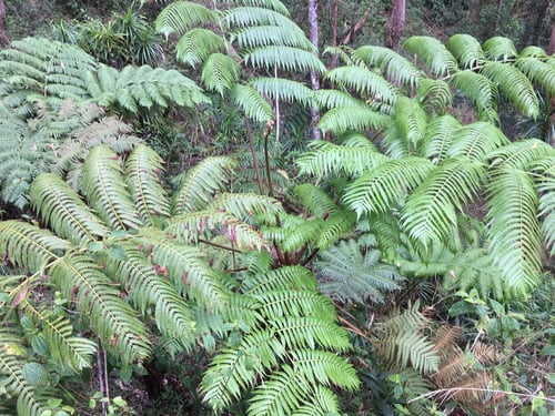 Dicksoniaceae