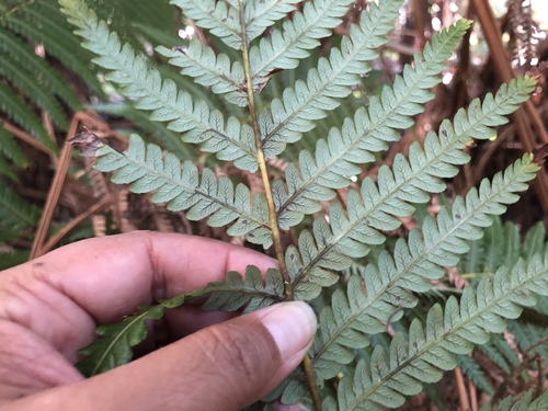 Cibotium glaucum (Hapu'u) — photo