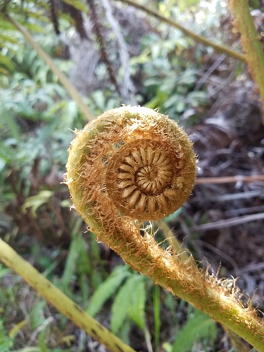 Cibotium glaucum (Hapu'u) — photo