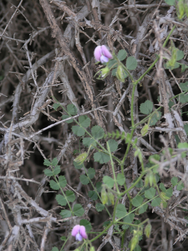 Cicer anatolicum — photo