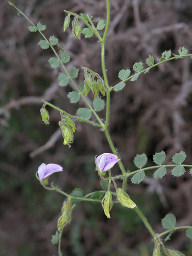 Cicer anatolicum
