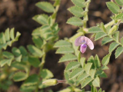 Cicer arietinum (Chickpea) — photo