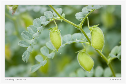 Cicer arietinum (Chickpea) — photo