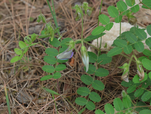 Cicer isauricum — photo