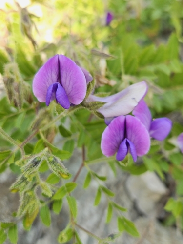 Cicer isauricum — photo