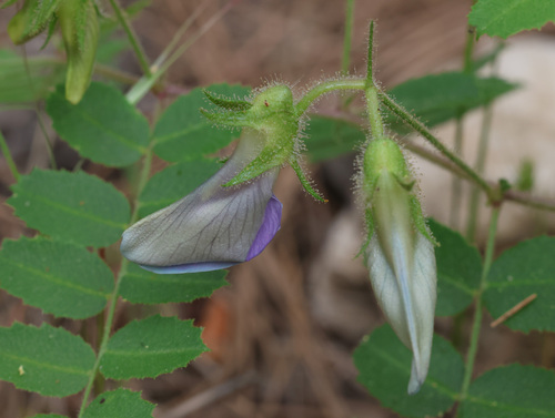 Cicer isauricum