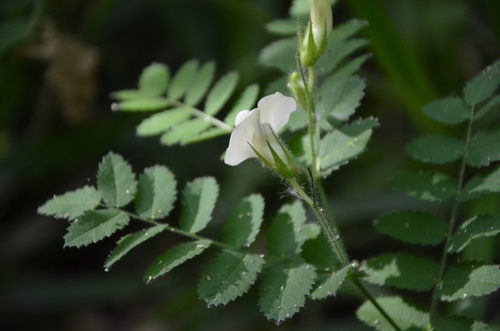 Cicer montbretii — photo