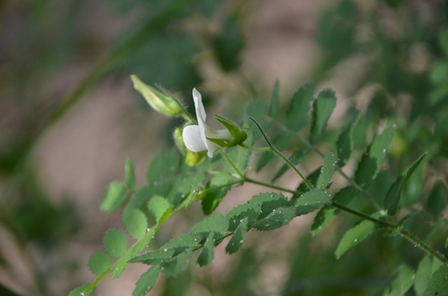 Cicer montbretii — photo