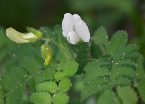 Cicer montbretii