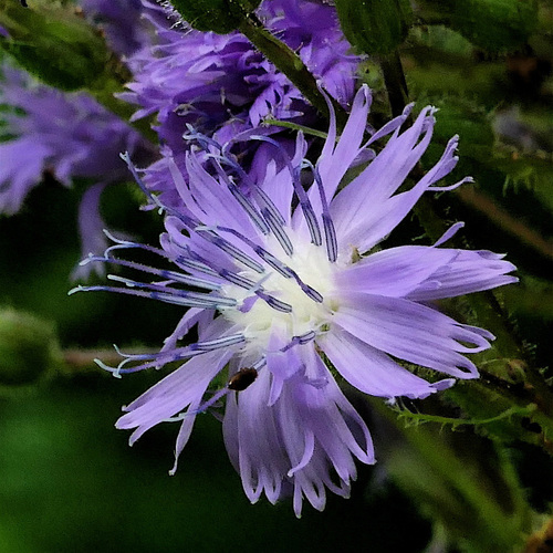 Cicerbita alpina (Blue sow thistle) — photo