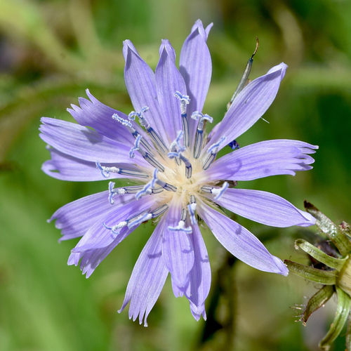 Cicerbita alpina (Blue sow thistle) — photo