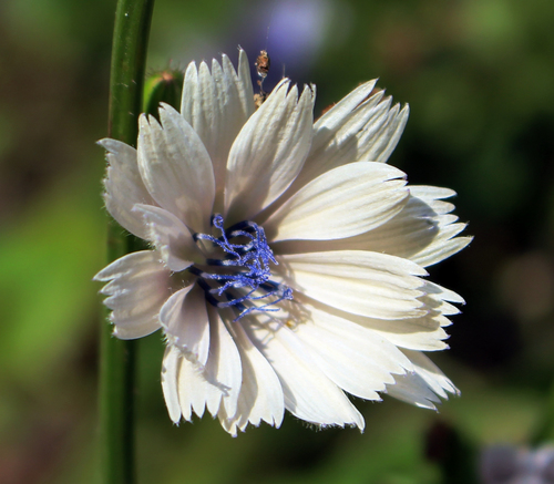 Cichorium divaricatum — photo
