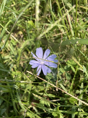 Cichorium divaricatum — photo