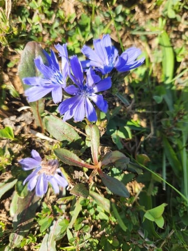 Cichorium divaricatum