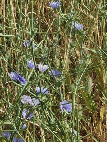 Cichorium endivia (Endive) — photo