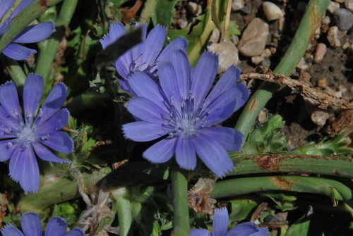 Cichorium endivia subsp. divaricatum — photo