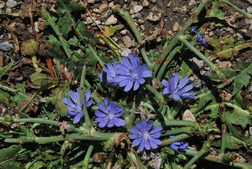 Cichorium endivia subsp. divaricatum