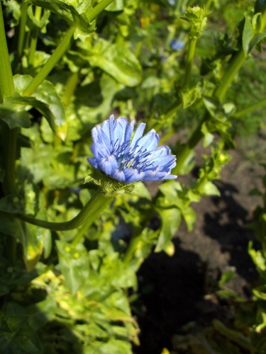 Cichorium endivia (Endive) — photo