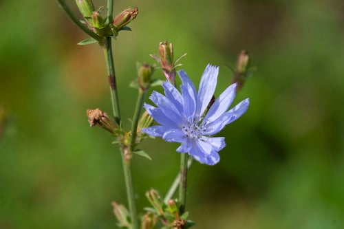 Cichorium intybus (Chickory) — photo