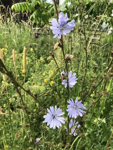 Cichorium intybus (Chickory) — photo